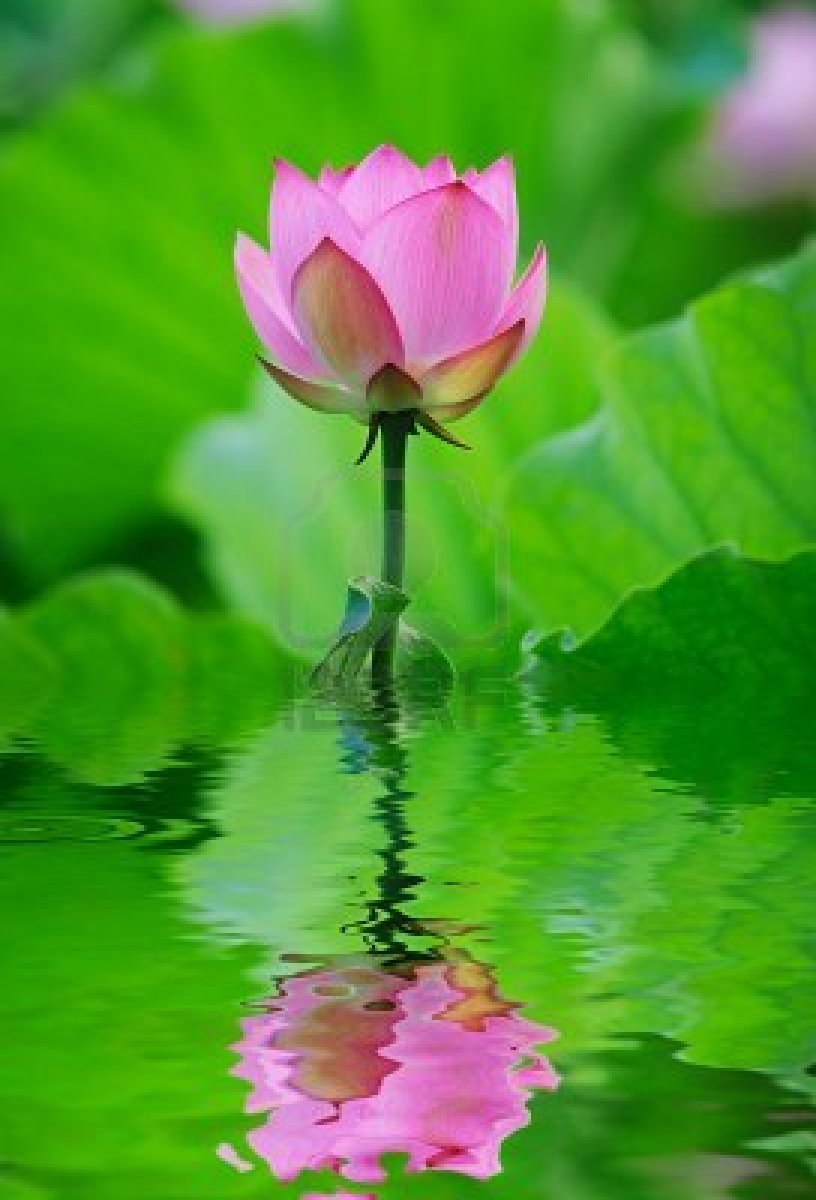 9697707-lotus-flower.jpg